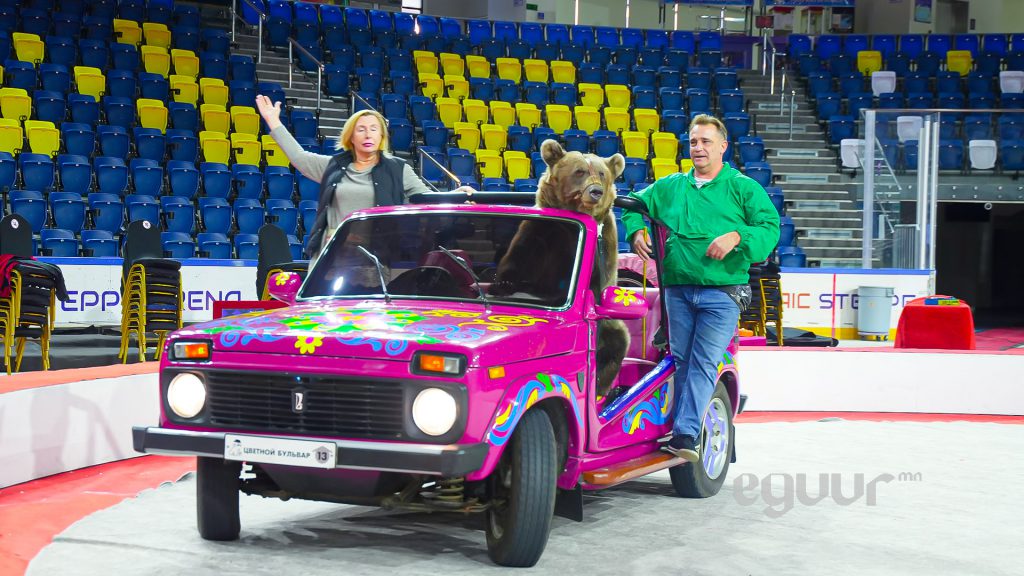 Н.Эрдэнэ: Машин, мотоцикл, дугуй унаж чаддаг баавгай дэлхийн хаана ч байхгүй